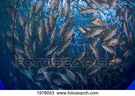 USA, Hawaii, Almaco Jack (Seriola Rivoliana) in pen at fish farm; Big Island View Large Photo Image Stock Image - USA, Hawaii, Almaco Jack (Seriola Rivoliana) in pen at fish farm; Big Island. Fotosearch