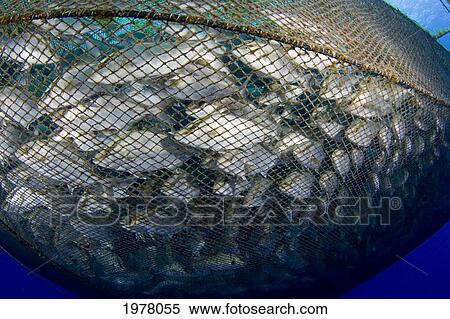 USA, Hawaii, Almaco Jack (Seriola Rivoliana) in pen at fish farm; Big Island View Large Photo Image Stock Photography - USA, Hawaii, Almaco Jack (Seriola Rivoliana) in pen at fish farm; Big Island. Fotosearch
