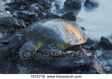 Stock Photo - USA, Hawaii, Big Island, Green Sea Turtle Resting On Rocks; Anaehoomalu Bay. Fotosearch