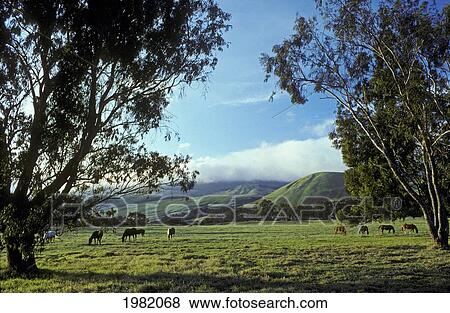 USA, Hawaii, Big Island, Horses in pasture at Pu'uopelu in Parker Ranch Headquarters; Waimea View Large Photo Image Stock Photo - USA, Hawaii, Big Island, Horses in pasture at Pu'uopelu in Parker Ranch Headquarters; Waimea. Fotosearch