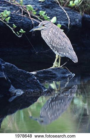 USA, Hawaii, Big Island, Immature Black-Crowned Night Heron; Kona View Large Photo Image Stock Photo - USA, Hawaii, Big Island, Immature Black-Crowned Night Heron; Kona. Fotosearch