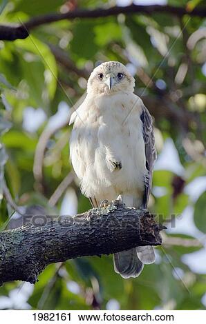 Stock Image - USA, Hawaii, Big Island, I'o or Hawaiian Hawk perched on avocado tree branch; Holualoa. Fotosearch