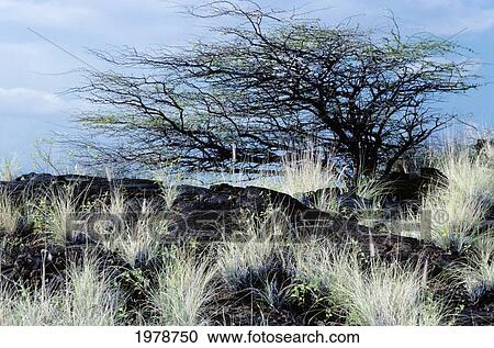 Stock Image - USA, Hawaii, Big Island, Keawe tree among cooled lava and brush plant; Waikoloa. Fotosearch