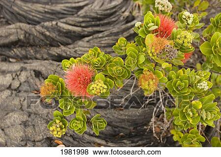 USA, Hawaii, Big Island, Lehua flower growing from pahoehoe lava; Volcano View Large Photo Image Stock Photo - USA, Hawaii, Big Island, Lehua flower growing from pahoehoe lava; Volcano. Fotosearch