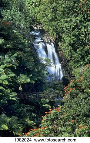 USA, Hawaii, Big Island, Nanue Falls surrounded by orange African Tulip Tree; Hamakua Coast View Large Photo Image Picture - USA, Hawaii, Big Island, Nanue Falls surrounded by orange African Tulip Tree; Hamakua Coast. Fotosearch