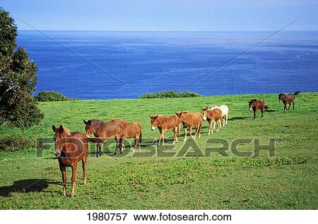Stock Photo - USA, Hawaii, Big Island, North Kohala Mountains, Ocean in background; Pololu Valley, Horses walking on hillside. Fotosearch