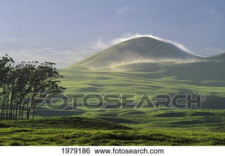 Stock Photograph - USA, Hawaii, Big Island, pasture and grassy hill covered with fog at Parker Ranch; Waimea, Trees. Fotosearch