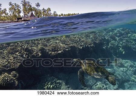 Picture - USA, Hawaii, Big Island, Pu'uhonua o Honaunau National Historical Park; Kona, Green Sea Turtle (Chelonia Mydas) among coral and City Of Refuge above. Fotosearch