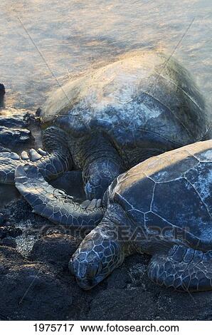 USA, Hawaii, Big Island, Two Green Sea Turtles Resting On Rocks; Anaehoomalu Bay View Large Photo Image Stock Photo - USA, Hawaii, Big Island, Two Green Sea Turtles Resting On Rocks; Anaehoomalu Bay. Fotosearch