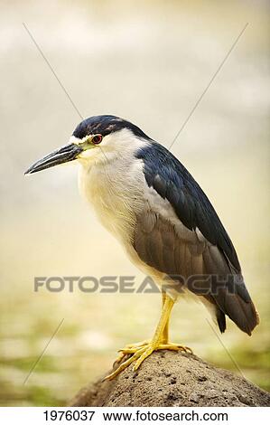 Stock Photo - USA, Hawaii, Black Crowned Night Heron; Maui. Fotosearch