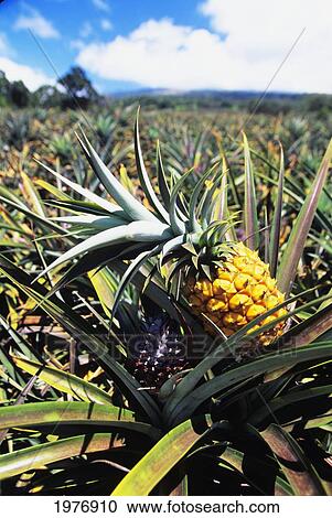 USA, Hawaii, Blurry Background; Maui, Close-up Of Ripe Pineapple On Plant In Fields View Large Photo Image Stock Image - USA, Hawaii, Blurry Background; Maui, Close-up Of Ripe Pineapple On Plant In Fields. Fotosearch