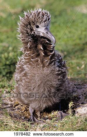 USA, Hawaii, Close up of Albatross chick sitting on grass; Midway Atoll View Large Photo Image Stock Image - USA, Hawaii, Close up of Albatross chick sitting on grass; Midway Atoll. Fotosearch