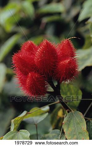 USA, Hawaii, Close up of Lipstick Tree Pod (Bixa Orellana); Big Island View Large Photo Image Stock Photo - USA, Hawaii, Close up of Lipstick Tree Pod (Bixa Orellana); Big Island. Fotosearch