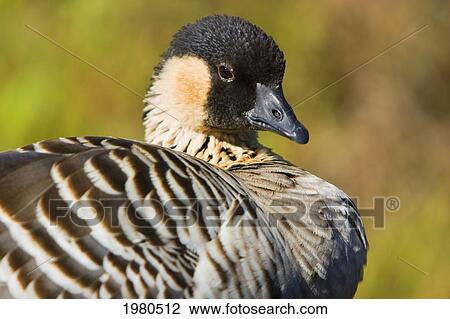USA, Hawaii, Close up of Nene Goose (Nesochen Sandvicensis) in Hawaii Volcanoes National Park; Big Island View Large Photo Image Stock Image - USA, Hawaii, Close up of Nene Goose (Nesochen Sandvicensis) in Hawaii Volcanoes National Park; Big Island. Fotosearch