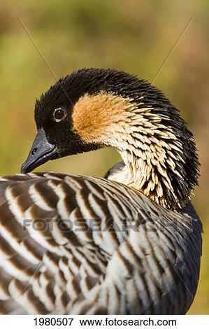Stock Photo - USA, Hawaii, Close up of Nene Goose (Nesochen Sandvicensis) Grooming in Hawaii Volcanoes National Park; Big Island. Fotosearch