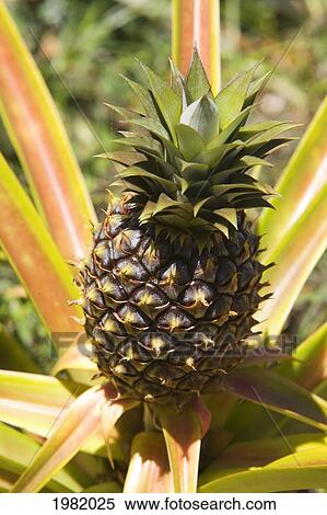 Stock Photography - USA, Hawaii, close-up view; Maui, Pineapple growing on top of plant. Fotosearch