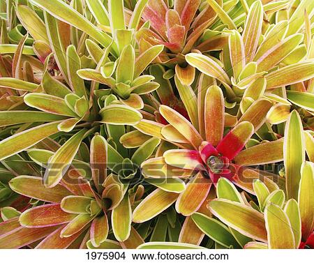 USA, Hawaii, Cluster Of Colorful Bromeliad Plants; Maui View Large Photo Image Picture - USA, Hawaii, Cluster Of Colorful Bromeliad Plants; Maui. Fotosearch