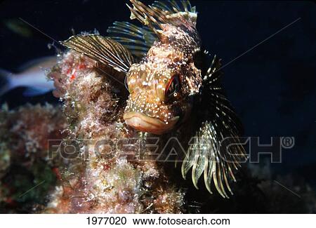 USA, Hawaii, (Dendrochirus Barberi); Midway Atoll, Close-up Of Green Lionfish Endemic View Large Photo Image Stock Image - USA, Hawaii, (Dendrochirus Barberi); Midway Atoll, Close-up Of Green Lionfish Endemic. Fotosearch