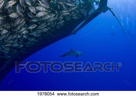 Picture - USA, Hawaii, Divers and Pacific Bottlenose Dolphin (Tursiops Gilli) near Almaco Jacks (Seriola Rivoliana) in pen at fish farm; Big Island. Fotosearch