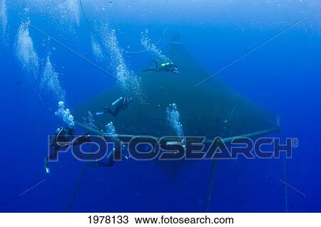 Stock Image - USA, Hawaii, Divers outside one of enclosures holding Almaco Jack (Seriola Rivoliana) at fish farm; Big Island. Fotosearch