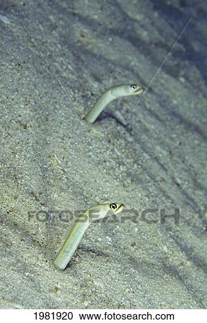 USA, Hawaii, Endemic Hawaiian garden eels (Gorgasia hawaiiensis) with their heads sticking out of sand; Maui View Large Photo Image Stock Image - USA, Hawaii, Endemic Hawaiian garden eels (Gorgasia hawaiiensis) with their heads sticking out of sand; Maui. Fotosearch
