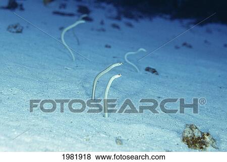 USA, Hawaii, Endemic Hawaiian garden eels (Gorgasia hawaiiensis) with their heads sticking out of sand; Maui View Large Photo Image Stock Photo - USA, Hawaii, Endemic Hawaiian garden eels (Gorgasia hawaiiensis) with their heads sticking out of sand; Maui. Fotosearch