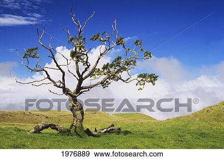 Stock Photo - USA, Hawaii, Green Rolling Hills With Cloudy Sky and Koa Tree; Big Island. Fotosearch