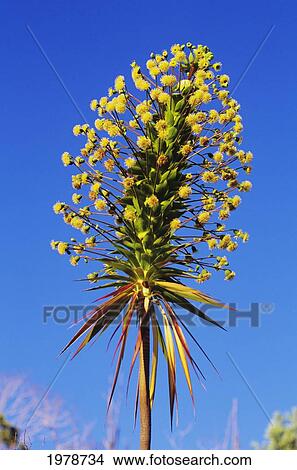 USA, Hawaii, Greensword Plant (Wikesia Gymnoxiphium); Kauai, Iliau View Large Photo Image Picture - USA, Hawaii, Greensword Plant (Wikesia Gymnoxiphium); Kauai, Iliau. Fotosearch
