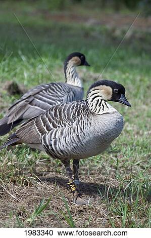 USA, Hawaii, Hawaii's State Bird; Molokai, Nene (Branta Sandwicensis) View Large Photo Image Stock Image - USA, Hawaii, Hawaii's State Bird; Molokai, Nene (Branta Sandwicensis). Fotosearch