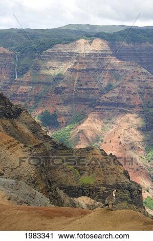 USA, Hawaii, Hawaii's State bird standing on edge of Waimea Canyon; Kauai, Nene (Branta Sandwicensis) View Large Photo Image Stock Image - USA, Hawaii, Hawaii's State bird standing on edge of Waimea Canyon; Kauai, Nene (Branta Sandwicensis). Fotosearch