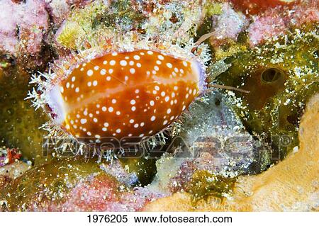 Stock Photography - USA, Hawaii, Honey Cowry (Cypraea Helvola) Hiding Deep In Coral; Molokini. Fotosearch