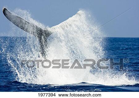 USA, Hawaii, Humpback Whale (Megaptera Novaeangliae) jumping; Big Island View Large Photo Image Picture - USA, Hawaii, Humpback Whale (Megaptera Novaeangliae) jumping; Big Island. Fotosearch