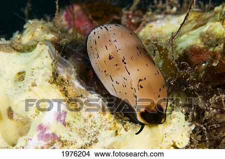 USA, Hawaii, Isabella's Cowry (Cypraea Isabella) On Coral; Molokini View Large Photo Image Picture - USA, Hawaii, Isabella's Cowry (Cypraea Isabella) On Coral; Molokini. Fotosearch