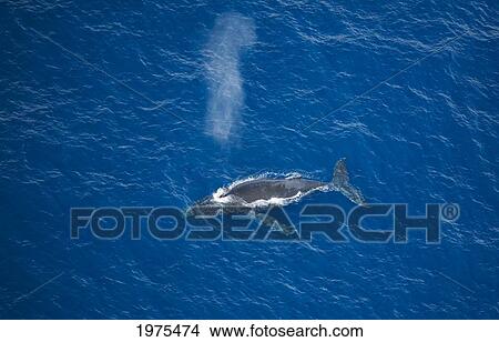Picture - USA, Hawaii Islands, Aerial View Of Humpback Whale; Maui. Fotosearch