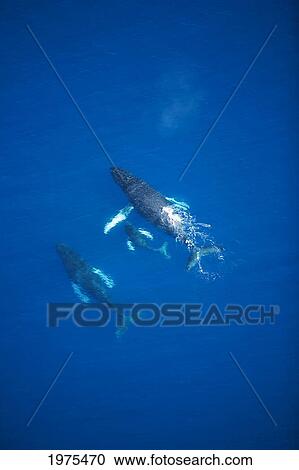 USA, Hawaii Islands, Aerial View Of Humpback Whales; Maui View Large Photo Image Stock Image - USA, Hawaii Islands, Aerial View Of Humpback Whales; Maui. Fotosearch