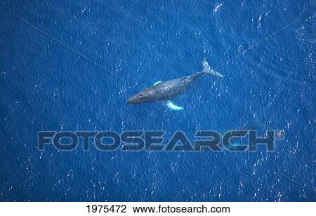 USA, Hawaii Islands, Aerial View Of Humpback Whales; Maui View Large Photo Image Stock Image - USA, Hawaii Islands, Aerial View Of Humpback Whales; Maui. Fotosearch