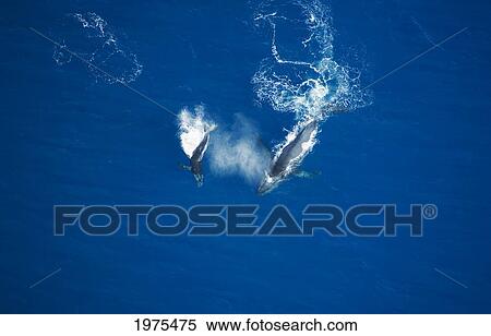 USA, Hawaii Islands, Aerial View Of Humpback Whales; Maui View Large Photo Image Stock Photography - USA, Hawaii Islands, Aerial View Of Humpback Whales; Maui. Fotosearch