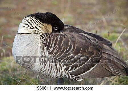 USA, Hawaii Islands, And Hawaii's State Bird; Maui, Endangered Species, Nene Goose (Nesochen Sandvicensis) Endemic Land Bird View Large Photo Image Stock Image - USA, Hawaii Islands, And Hawaii's State Bird; Maui, Endangered Species, Nene Goose (Nesochen Sandvicensis) Endemic Land Bird. Fotosearch