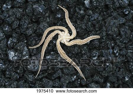 Stock Image - USA, Hawaii Islands, Big Island, Black Brittle Starfish Turned Upside Down On Black Sand; Kalapana. Fotosearch