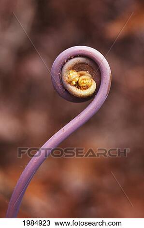 USA, Hawaii Islands, Big Island, Detail of Uluhe or False Stag Horn Fern; Hawaii Volcanoes National Park View Large Photo Image Stock Image - USA, Hawaii Islands, Big Island, Detail of Uluhe or False Stag Horn Fern; Hawaii Volcanoes National Park. Fotosearch