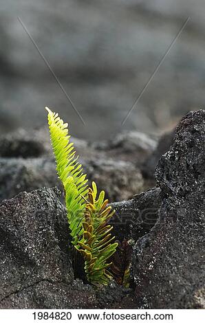Stock Image - USA, Hawaii Islands, Big Island, Hawaii Volcanoes National Park, Swordfern growing on Pahoehoe lava flow; Chain Of Craters Road. Fotosearch