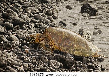 Stock Photography - USA, Hawaii Islands, Big Island, Kohala Coast, Green Sea Turtle resting on rocky shore; Four Seasons Hualalai. Fotosearch