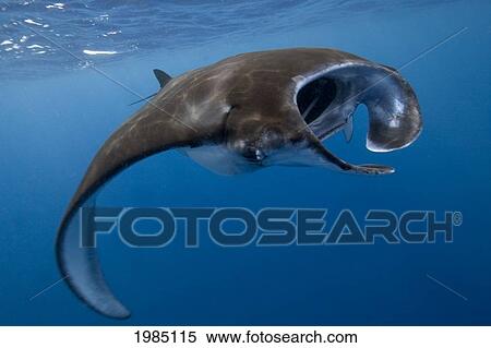 Stock Photography - USA, Hawaii Islands, Big Island, Manta Ray (Manta Bistrosis); Kona. Fotosearch