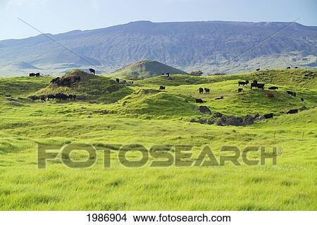 USA, Hawaii Islands, Big island, Parker Ranch; Waimea, Cattle grazing on lower slopes of Mauna Kea View Large Photo Image Picture - USA, Hawaii Islands, Big island, Parker Ranch; Waimea, Cattle grazing on lower slopes of Mauna Kea. Fotosearch