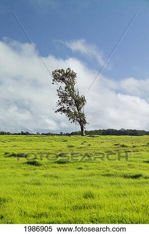 Stock Photography - USA, Hawaii Islands, Big island, Parker Ranch; Waimea, Old eucalyptus tree growing on grassy pasture of Mauna Kea. Fotosearch