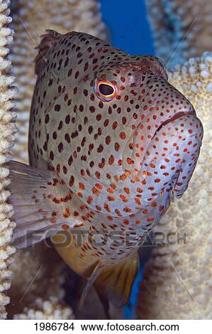 Picture - USA, Hawaii Islands, Big Island, Blackside Hawkfish (Paracirrites Forsteri) or Po'o-Pa'a in coral; Kona. Fotosearch