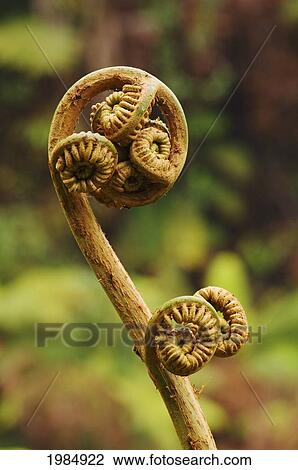 USA, Hawaii Islands, Big Island, Close-up of Hapu'u Fern Frond Shoot; Hawaii Volcanoes National Park View Large Photo Image Stock Image - USA, Hawaii Islands, Big Island, Close-up of Hapu'u Fern Frond Shoot; Hawaii Volcanoes National Park. Fotosearch