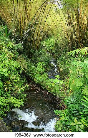 USA, Hawaii Islands, Big Island, Hamakua Coast, Bamboo above stream; Akaka Falls State Park View Large Photo Image Stock Photo - USA, Hawaii Islands, Big Island, Hamakua Coast, Bamboo above stream; Akaka Falls State Park. Fotosearch