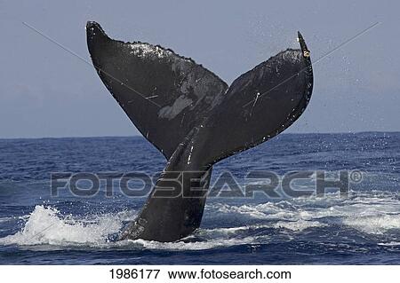 USA, Hawaii Islands, Big Island, Humpback Whale (Megaptera Novaeangliae) flucking its tale; Kona View Large Photo Image Stock Photo - USA, Hawaii Islands, Big Island, Humpback Whale (Megaptera Novaeangliae) flucking its tale; Kona. Fotosearch