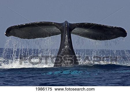 Stock Photography - USA, Hawaii Islands, Big Island, Humpback Whale (Megaptera Novaeangliae) flucking its tale; Kona. Fotosearch